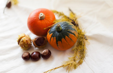 Autumn still life with pumpkins