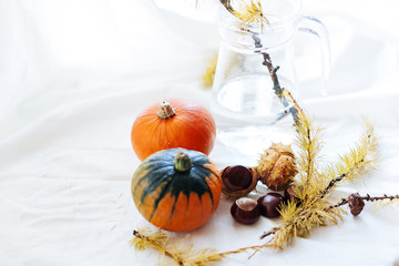 Still life with autumn   orange pumpkins