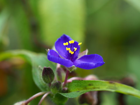 Beautiful blue dayflower (Commelina) with bright yellow anthers