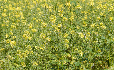 Brassica napus | Champ de Colza aux fleurs jaunes