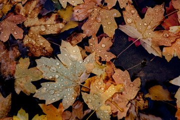 leaves in water after rain