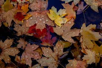 leaves in water after rain