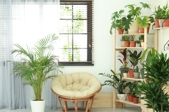 Stylish room interior with different home plants