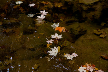 leaves in water after rain