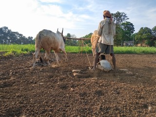 Farmer plowing in the farm with his son in traditional way using ox.