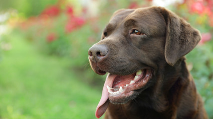 Funny Chocolate Labrador Retriever near flowers in green summer park