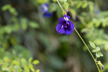 Butterfly pea flower, This flower can coloring matter in Thai dessert having blue and purple color Blue bellvine , blue pea, cordofan pea (Clitoria ternatea) 