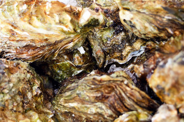 Big fresh oysters on ice. Seafood. Sale of oysters at a seafood market in Ostend, Belgium. Close-up.