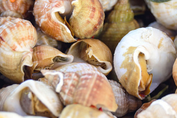 A large fresh snail trumpeter, Buccinum undatum in the Belgian city of Ostend. Seafood. Tasty lunch while traveling. Close-up.