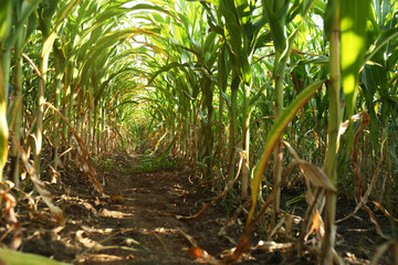 Fototapeta premium Tunnel of green corn leaves on field