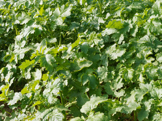 Brassica napus | Champ d'agriculture. Couvert de Colza fourrager