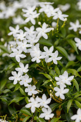 Grass flower on background. image for background,wallpaper and copy space