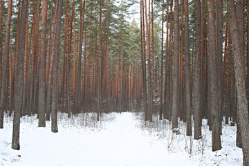 Naklejka premium Winter nature in a pine forest and white snow dusted the frozen ground
