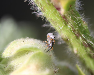 Käfer ganz natürlich  