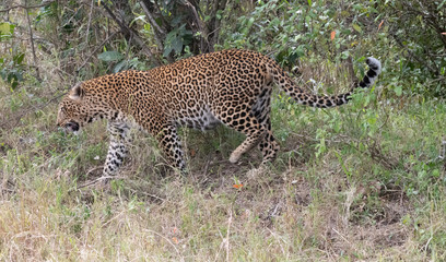 Leopard walking