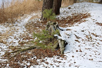 Winter nature in a pine forest and white snow dusted the frozen ground