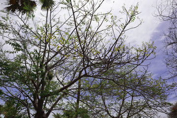 tree and blue sky