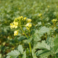 Brassica napus | Floraison de fin d'été du Colza ou canola aux fleurs jaunes