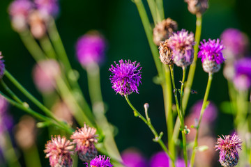 flowers in the garden