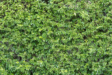 Fototapeta na wymiar Herb wall, plant wall, natural green wallpaper and background. nature wall.