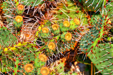 Obraz premium Beautiful view with cactus plants in the botanical garden