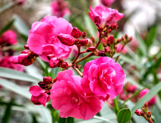 Beautiful view with blooming flowers in the botanical garden