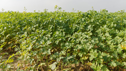 Brassica napus | Champ de Colza en fin d'été servant à couvrir le sol comme engrais vert