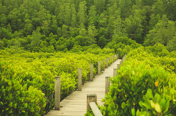 Fototapeta na wymiar wooden bridge mangrove forest natural Mangrove trees along the walkway bridge