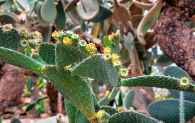 Beautiful view with cactus plants in the botanical garden