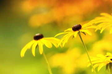 Blüten