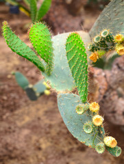 Beautiful view with cactus plants in the botanical garden