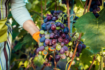 Farmer picking crop of grapes on ecological farm. Woman cutting blue table grapes with pruner