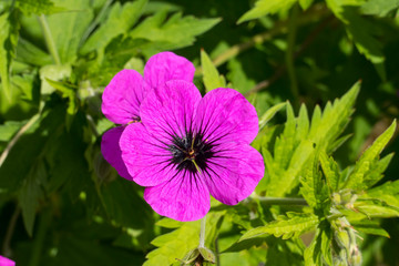 Storchenschnabel, eraniaceae, Blüte in kräftigem lila Pink