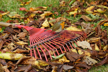 Rouge-gorge sur un râteau