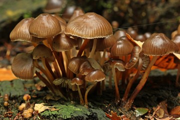 Buntstieliger Helmling (Mycena inclinata)