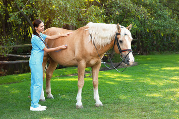 Young veterinarian examining palomino horse outdoors on sunny day