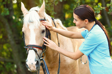 Young veterinarian examining palomino horse outdoors on sunny day