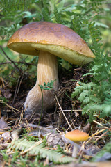 Mushroom a fallday in the woods