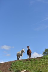 cavalli sulla collina