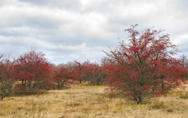 Red hawthorn berries in autumn ( Crataegus rhipidophylla ) in garden