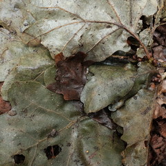 autumn leaves on the ground