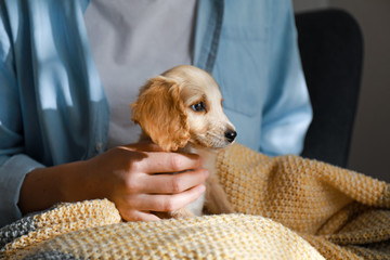 Owner with cute English Cocker Spaniel puppy, closeup