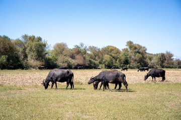 Herd of buffalos are grazing on a green grassy plain at karaoglan village, bursa, turkey