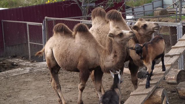 Camels on the farm with pets.