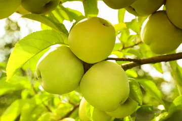 Tree branch with ripe apples outdoors on sunny day