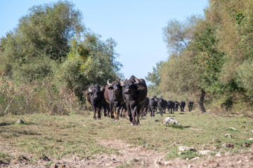 Herd of buffalos are walking together  at karaoglan village, bursa, turkey