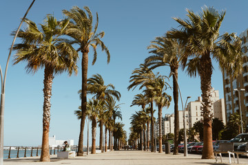 View of an alley from palm trees with buildings on the sea coast