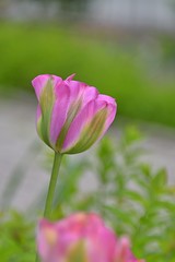 Obraz na płótnie Canvas beautiful pink tulips 