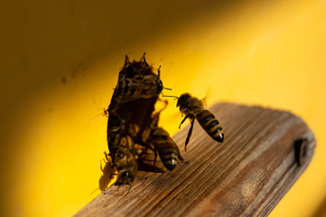 Evidence in the apiary. Bee family, bees at the entrance to the hive. Bee close-up.