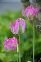 beautiful pink tulips 